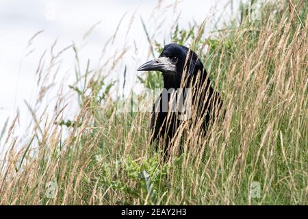 Ruscello eurasiatico, Corvus frugilegus, singolo uccello in piedi in breve vegetazione, Norfolk, Regno Unito Foto Stock