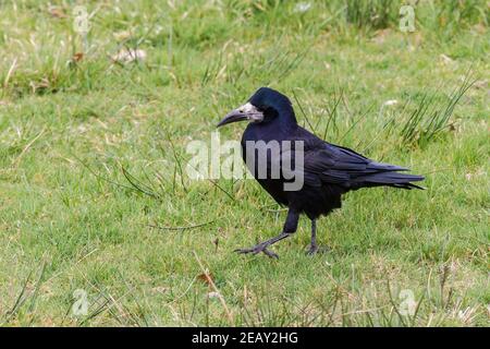 Ruscello eurasiatico, Corvus frugilegus, alimentazione di uccelli singoli su vegetazione corta, Norfolk, Regno Unito Foto Stock