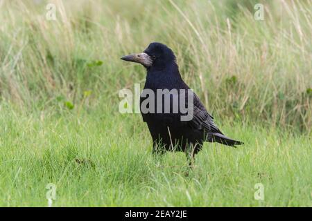 Ruscello eurasiatico, Corvus frugilegus, alimentazione di uccelli singoli su vegetazione corta, Norfolk, Regno Unito Foto Stock