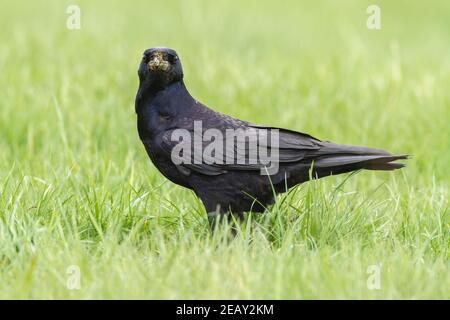 Ruscello eurasiatico, Corvus frugilegus, alimentazione di uccelli singoli su vegetazione corta, Norfolk, Regno Unito Foto Stock