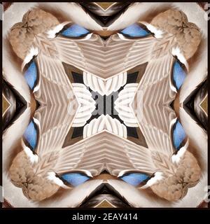 Caleidoscopio delle piume di un'anatra di Mallard Foto Stock