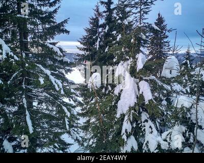 Nevoso sempreverde o pini coperti di neve durante l'inverno, con vista sulle montagne in lontananza Foto Stock