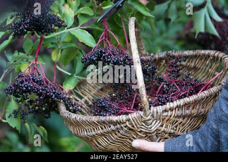 Holunder-Ernte, Holunderernte, Fliederbeer-Ernte, Fliederbeerernte, Korb, Sammelkorb, Schwarzer Holunder, Holunder, Frucht, Früchte, Fliederbeeren, Fl Foto Stock