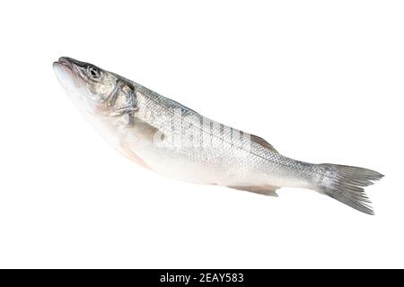 Pesce di mare fresco grezzo isolato su sfondo bianco. Concetto di cibo. Foto Stock