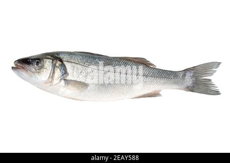 Pesce di mare fresco grezzo isolato su sfondo bianco. Concetto di cibo. Foto Stock