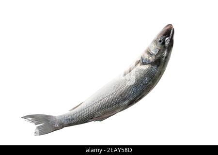 Pesce di mare fresco grezzo isolato su sfondo bianco. Concetto di cibo. Foto Stock