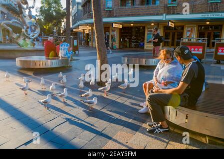 La gente si siede a mangiare, guardata da un gregge di gabbiani nel tardo pomeriggio sul corso nel sobborgo costiero di Sydney di Manly, New South Wales, Australia Foto Stock