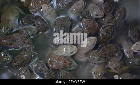Rane in acqua sporca sul mercato. Vista dall'alto di molte rane che nuotano in acque fangose del terrarium sovraffollato sul mercato Chatuchak a Bangkok, Thailandia. Foto Stock