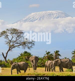 Bull Elefante africano (Loxodonta africana) in musth si muove in un piccolo gregge con Snow capped Kilimanjaro in background. Amboseli Kenya Foto Stock