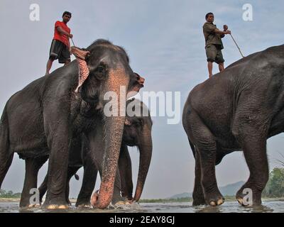Mahout sta in piedi sulla cima di elefanti asiatici dopo averli lavati in un fiume. Chitwan National Park, Nepal. Foto Stock
