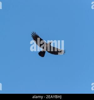 Un Rook ( Corvus frugilegus ) in volo Foto Stock