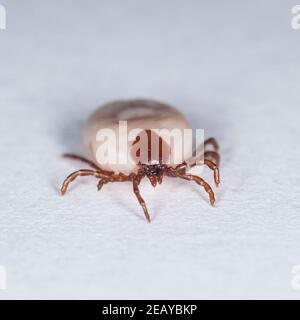 Un Tick ( Ixodes ricinus ) conosciuto come un membro parassita di zecca di pecora o cervo di la classe ragno che ha una bocca becco-come con cui attatch themse Foto Stock