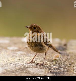 Un giovane uccello giovanile Robin (Erithacus rubbecula) nel Regno Unito Foto Stock