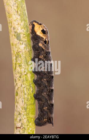 Caterpillar di Elephant Hawk-moth (Deilephila elpenor) a Suffolk, Inghilterra, Regno Unito Foto Stock