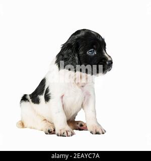 Uno Springer Spaniel inglese bianco e nero di 4 settimane cucciolo Foto Stock