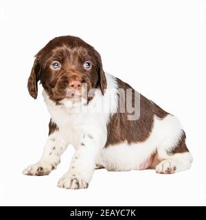 Un fegato di 4 settimane e Springer Spaniel bianco inglese cucciolo Foto Stock