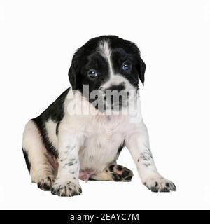 Uno Springer Spaniel inglese bianco e nero di 4 settimane cucciolo Foto Stock