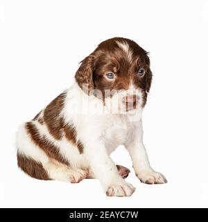 Un fegato di 4 settimane e Springer Spaniel bianco inglese cucciolo Foto Stock