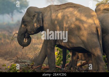 elefante asiatico selvaggio mangiare corteccia di albero nella zona di dhikala Del parco nazionale di jim corbett uttarakhand india - Elephas maximus indicus Foto Stock