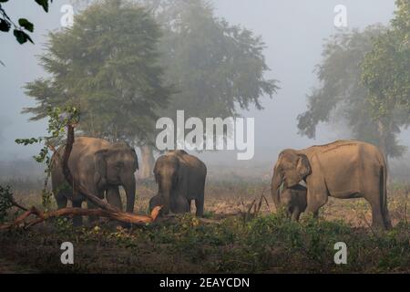 famiglia di elefanti asiatici selvatici o mandria che mangia corteccia di albero nella zona di dhikala del parco nazionale di jim corbett uttarakhand india - Elephas maximus indicus Foto Stock