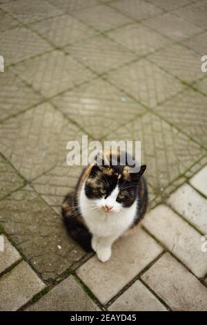 Il gattino di marchese tricolore si trova sul pavimento in pietra all'aperto. Foto Stock