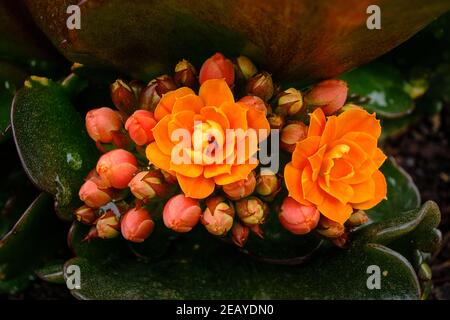 Arancio Kalanchoe Foto Stock