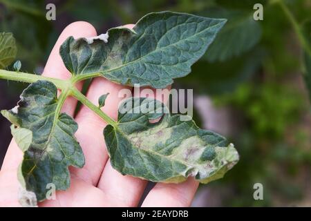 La pianta del pomodoro si è ammalata di Phytophthora (infestans di Phytophthora). I pomodori si sono ammalati da tardi, l'agricoltura Foto Stock