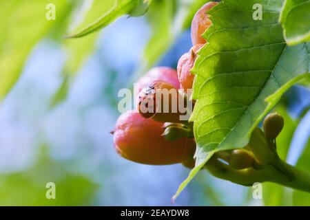 Le gemme di Campsis si vestiscono di ladybug su di esso. Bellissimi fiori rossi della tromba o tromba superriduttore Campsis radicans Foto Stock