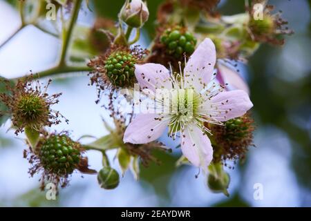 BlackBerry fiorisce e le gemme fioriscono. Fiori di mora (Rubus sectio Rubus). BlackBerry fiore bianco fiore ramo di pianta in estate Foto Stock