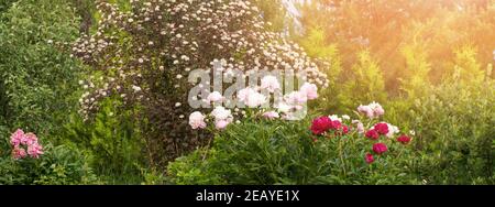 Splendida vista panoramica sul giardino di campagna con molte peonie e altre perenni nel sole luminoso. Foto Stock