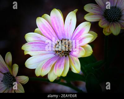 Margherita africana Foto Stock