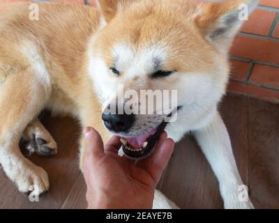 Carezza mano umana giovane, cane Akita-inu positivo che giace su pavimento piastrellato vicino muro di mattoni Foto Stock