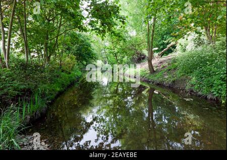 Una sezione naturale del fiume Ravensbourne mentre passa attraverso i campi di Ladywell, Lewisham Foto Stock