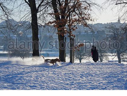 Edimburgo, Scozia, Regno Unito. 11 Feb 2021. La gente gode di una gloriosa mattina soleggiata ma gelida in un parco innevato Inverleith. Cane che recupera la palla nella neve. Credit: Craig Brown/Alamy Live News Foto Stock