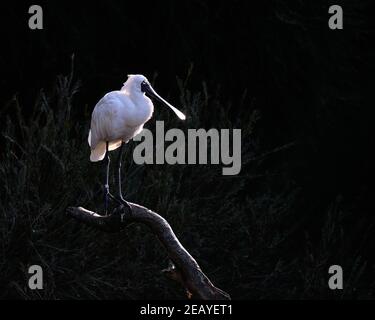 Spoonbill Royal Foto Stock