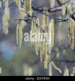 Catkins su Hazel (Corylus avellana) Foto Stock