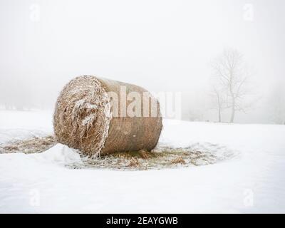 Balle abbandonate di fieno che si stese nella neve sul campo agricolo. Singoli alberi solitari sullo sfondo. Foto Stock