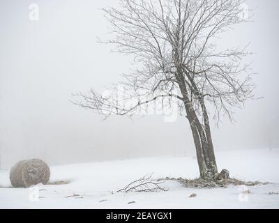 Alberi isolati e balla dimenticata di fieno nella neve. Winter Wonderland con neve su collina e alberi. Foto Stock