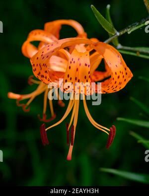 Tiger Lily Foto Stock