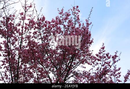 Prunus serrulata Japanese Sakura Cherry Tree con fiore rosa profondo precoce Santander Cantabria Spagna Foto Stock