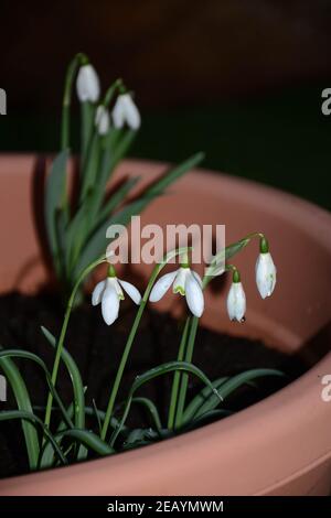 Snowdrops in a plastic flower pot winter uk Foto Stock
