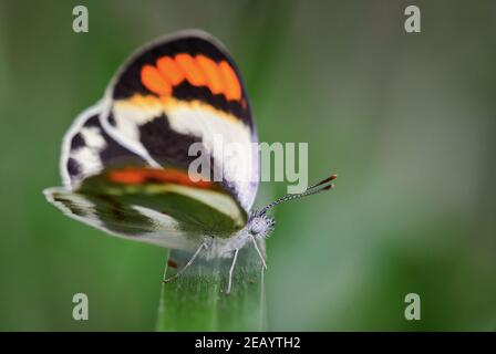 Farfalla arancione affumicato - Colotis euippe, bella farfalla colorata da prati e giardini africani, Zanzibar, Tanzania. Foto Stock