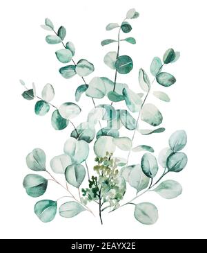 Acquerello eucaliptus foglie set illustrazione. Elementi per cancelleria, inviti, biglietti d'auguri, loghi, motivi, adesivi Foto Stock