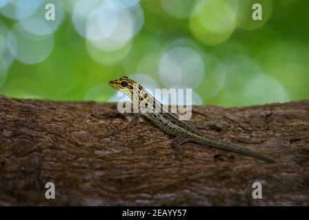 Geco a testa gialla nana - Lygodactylus luteopicturatus, bella lucertola colorata da boschi e foreste dell'Africa orientale, Zanzibar, Tanzania. Foto Stock