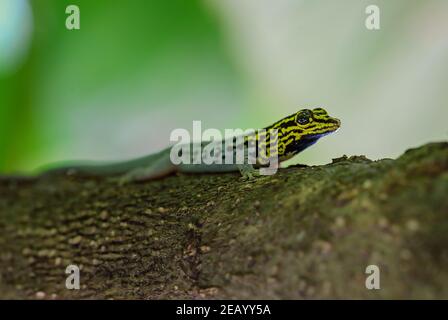 Geco a testa gialla nana - Lygodactylus luteopicturatus, bella lucertola colorata da boschi e foreste dell'Africa orientale, Zanzibar, Tanzania. Foto Stock