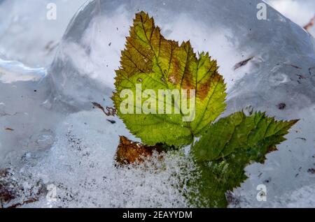 Schleswig-Holstein, Plön, 11 febbraio 2021: Le foglie sulla riva del lago Plön sono completamente racchiusi in ghiaccio trasparente. Foto: Axel Heimken/dpa Credit: dpa Picture Alliance/Alamy Live News Foto Stock