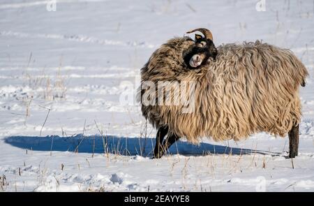 Schleswig-Holstein, Plön, 11 febbraio 2021: Una pecora graffia la sua pelliccia con i suoi corni su un prato innevato. Foto: Axel Heimken/dpa Credit: dpa Picture Alliance/Alamy Live News Foto Stock