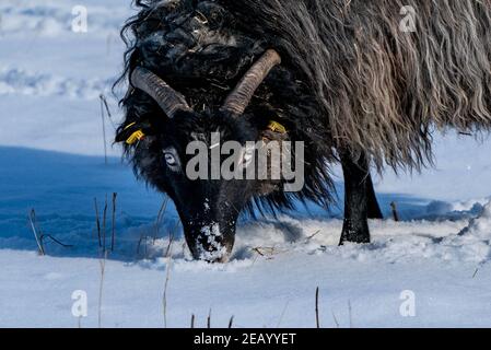 Schleswig-Holstein, Plön, 11 febbraio 2021: Una pecora cerca di trovare cibo in un prato innevato. Foto: Axel Heimken/dpa Credit: dpa Picture Alliance/Alamy Live News Foto Stock