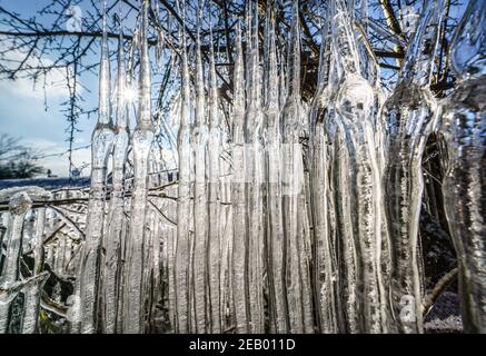 Hessen, Francoforte sul meno. 11 febbraio 2021: : a mezzogiorno, il sole splende attraverso una cortina di iciclette che si è formata sulle rive del piccolo fiume Nidda nel nord della città durante il gelo intenso e l'acqua alta. Foto: Frank Rumpenhorst/dpa Foto Stock