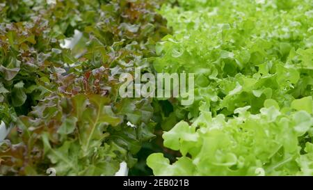 File di fresche piante succose che crescono su moderna fattoria idroponica ecologica, letti da giardino. Concetto di dieta sana ed equilibrata ed ecologica ricca di vitamine. Foto Stock